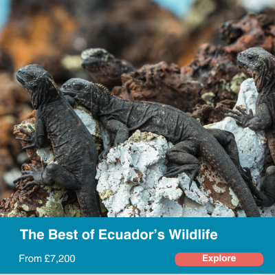 ecuador wildlife
