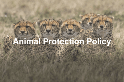 Animal Protection Policy