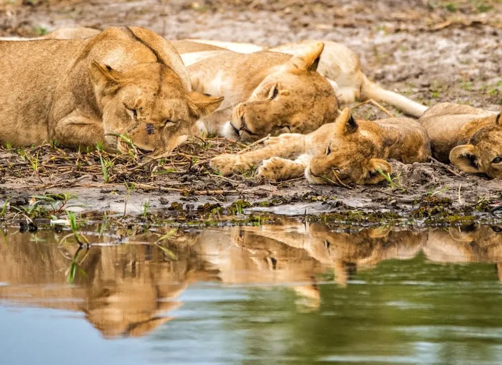 Lion cubs relax on the banks of a lake.
