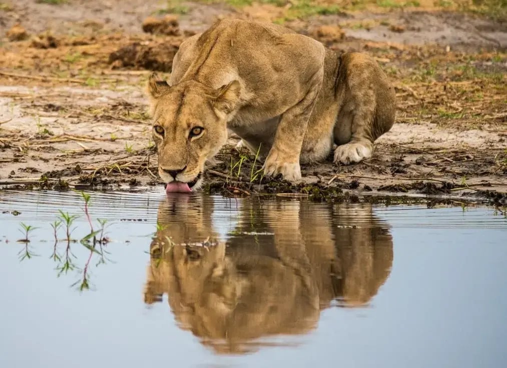 Botswana_Unsplash_2020_CCBirger_Strahl-qQ4uU3RSnuA-unsplash_b6whjq-2-1