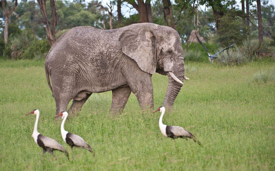 Chitabe_Camp_Botswana_Elephant