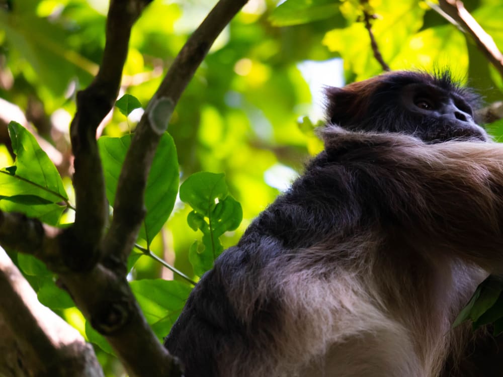 Colobus_Monkey_Unsplash_CC2HMedia_wburrw