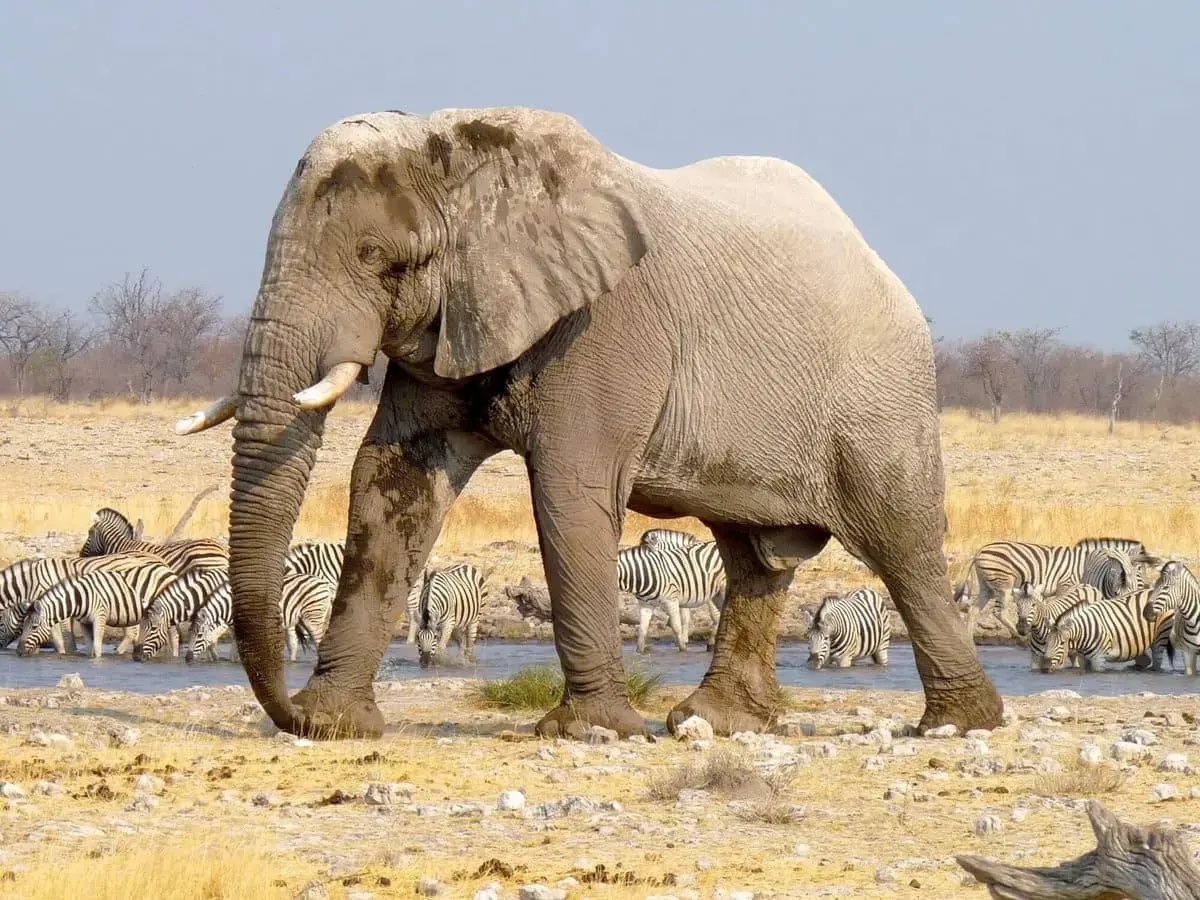 Desert_Elephant_1_-1