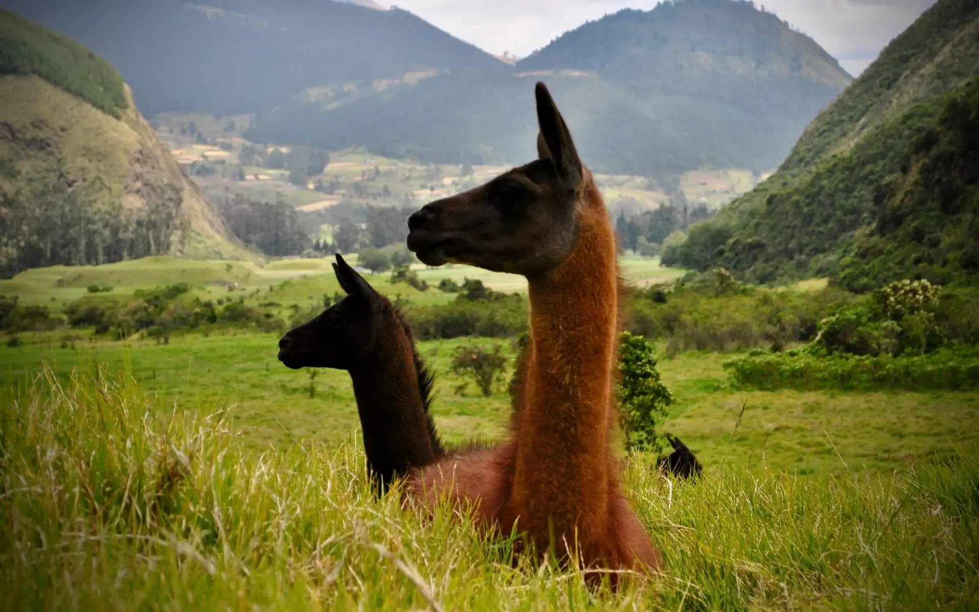 Ecuador_llama_free stock photo_unsplash_maria-baltazzi_2021