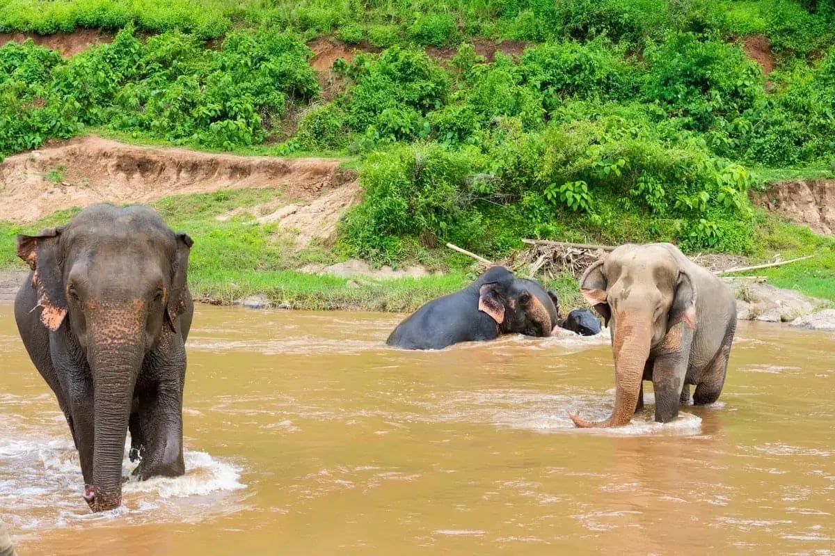 Elephant-Nature-park-Chiang-Mai-2-1-1-1