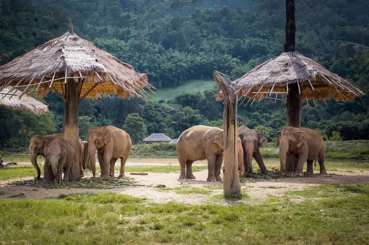 Elephant-nature-Park-Chiang-Mai-2-_1_-1
