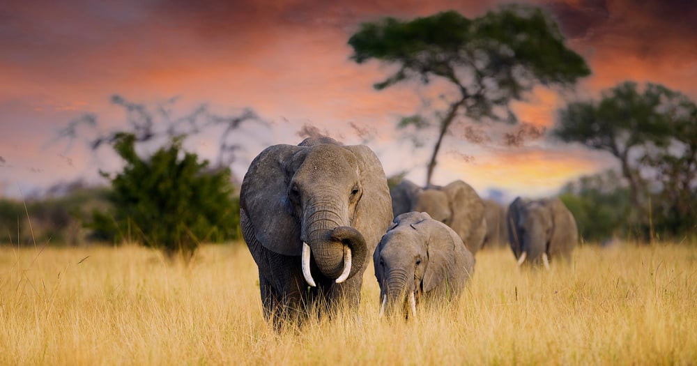 A group of elephants, including adults and a calf, walk through tall grass with trees and a colorful sunset sky in the background.