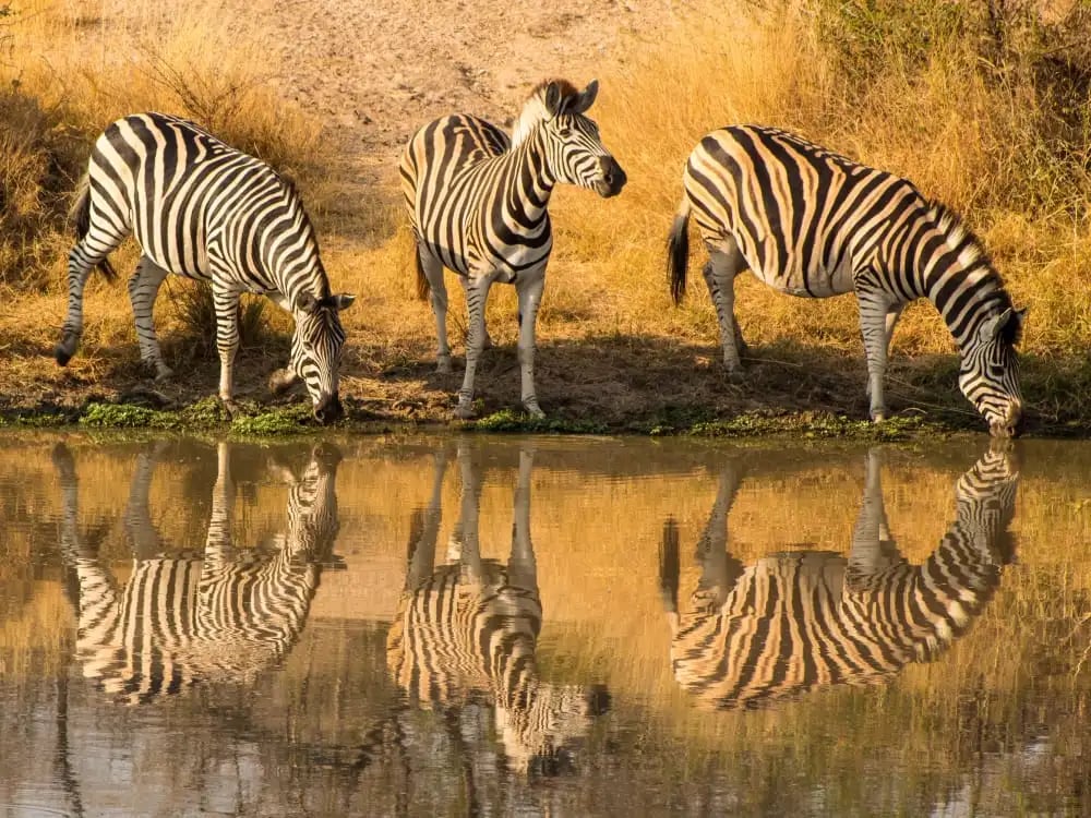 Greater_Kruger_Free_Stock_Image_Unsplash_2020_CCDavid_Tomaseti-Vw2HZQ1FGjU_yopf4l-3
