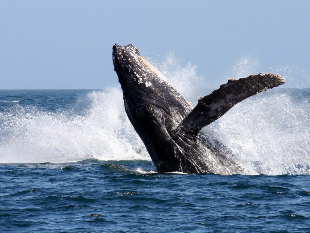 A humpback whale rising from the depth of the ocean