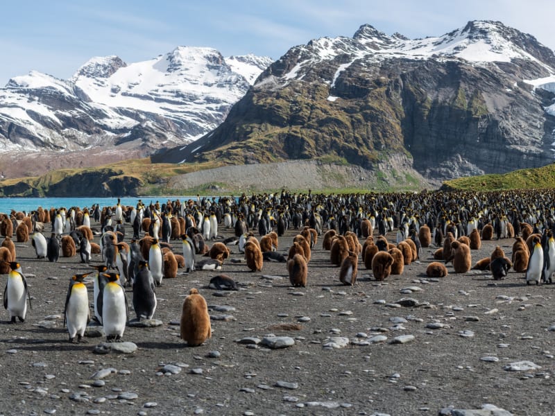 antarctica_south_georgia_penguins_p04ec4