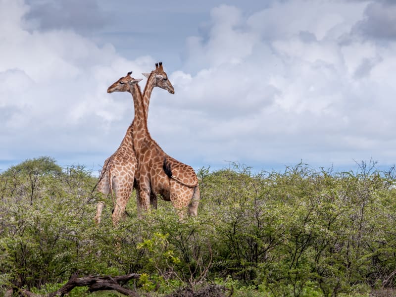 etosha_giraffe_unsplash_hhg7oa