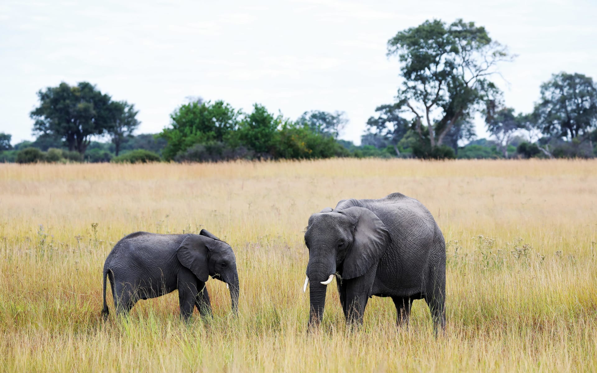 21the_jackal_and_hide_-_elephant_mum__baby_dzjgy4