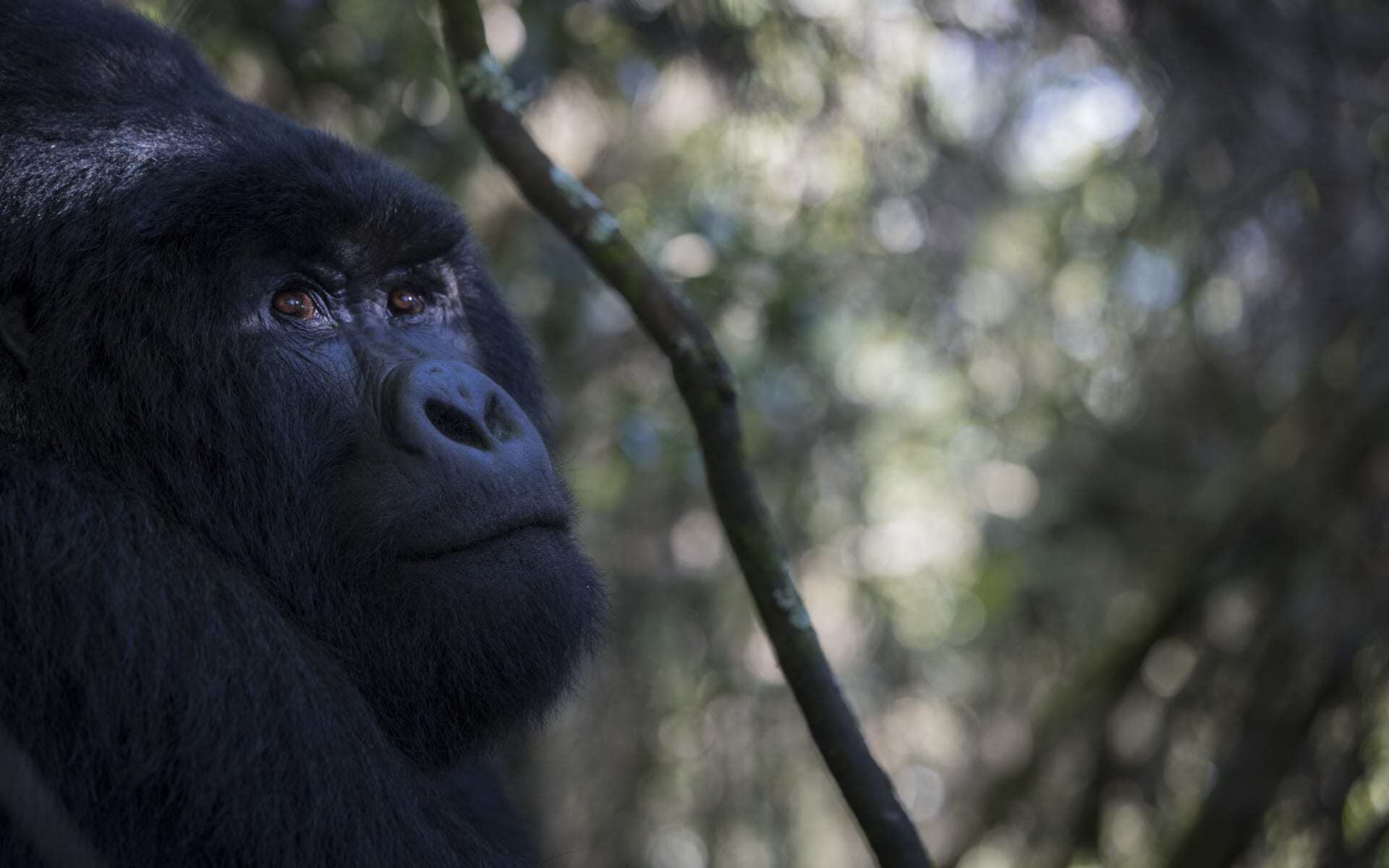A gorilla chills in the Bwindi Forest in Uganda.