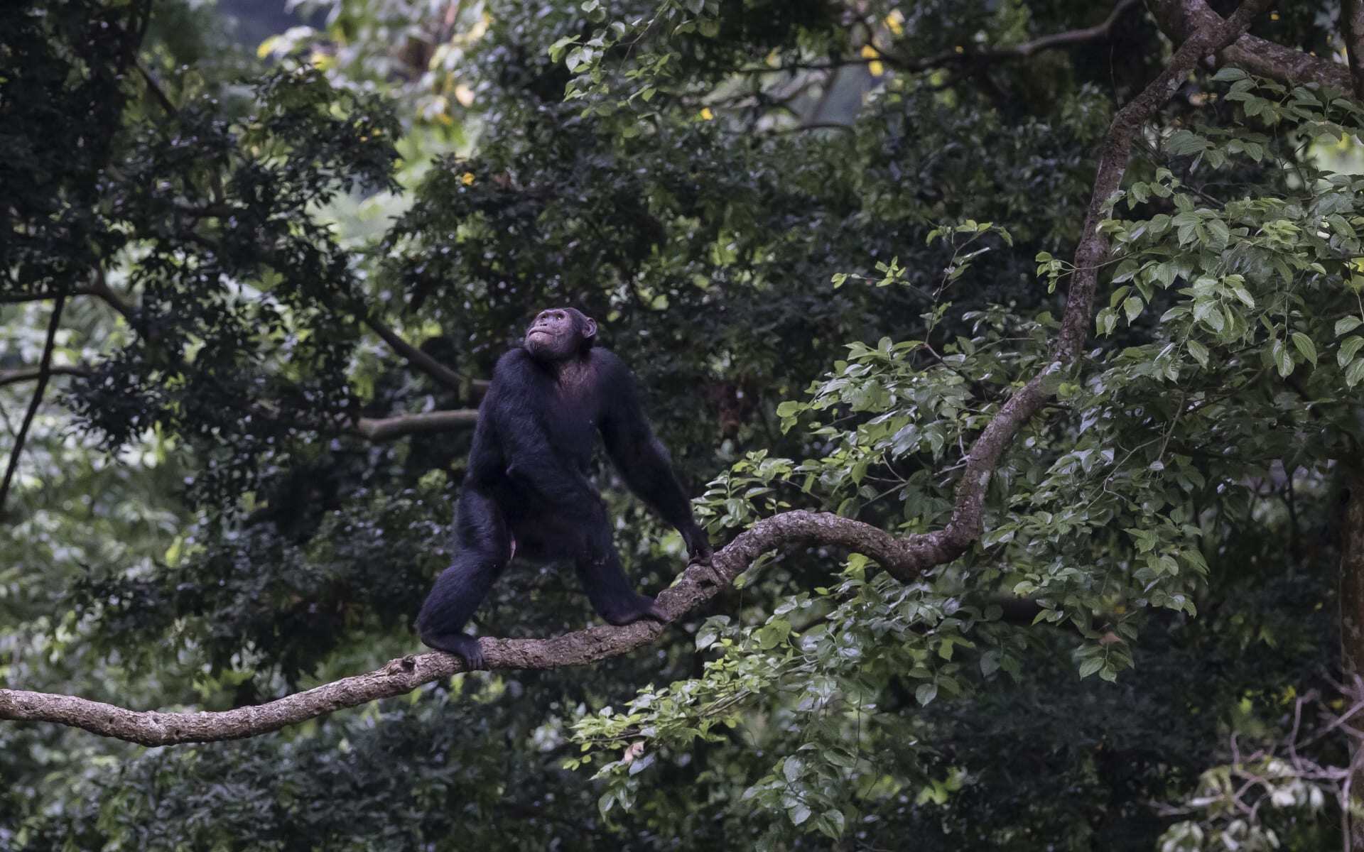 See the Lost Chimpanzees of Kyambura.