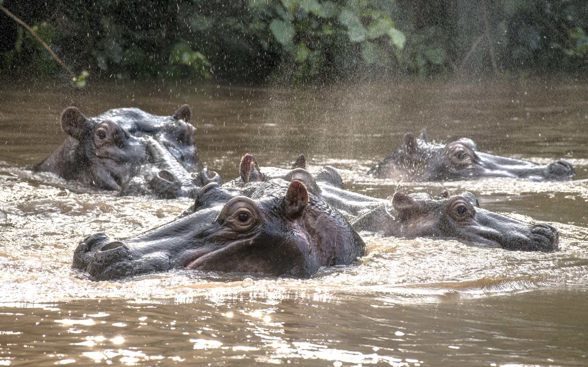 Hippos bathe in Queen Elizabeth National Park in Uganda.