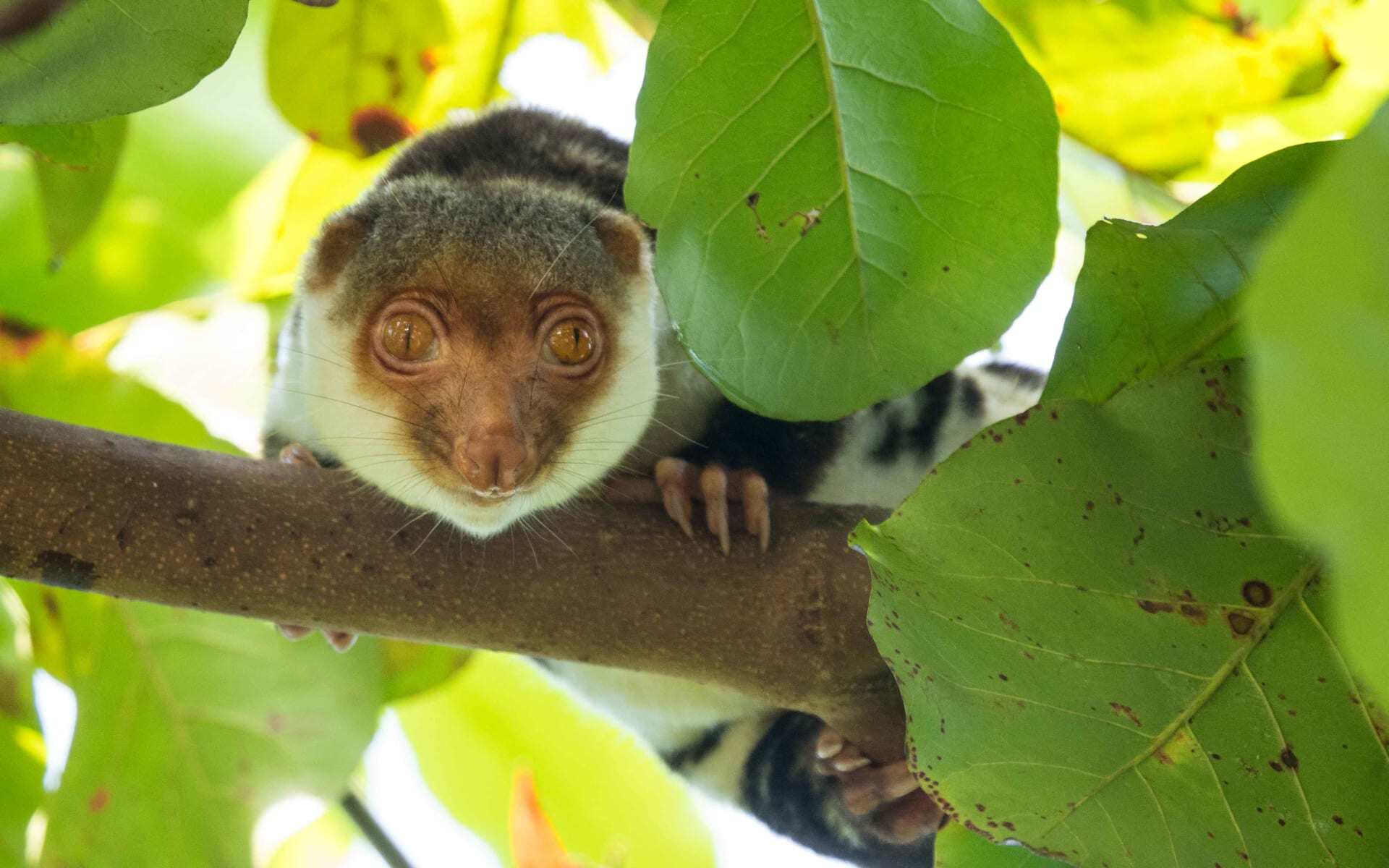 A_Cuscus_ajnyae