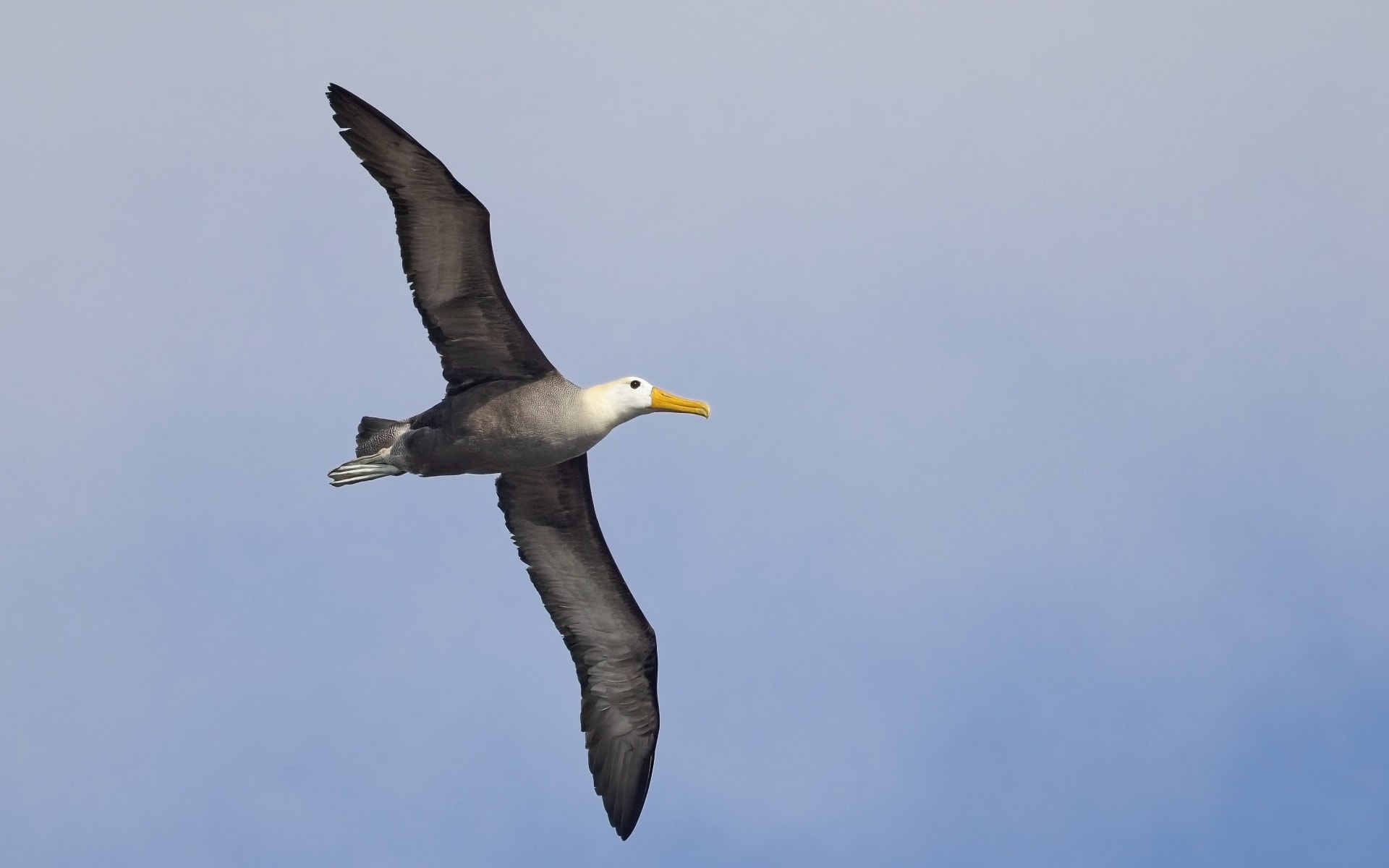 Albatross_Pexels_CCGlenn_Saunders_ohfqtv