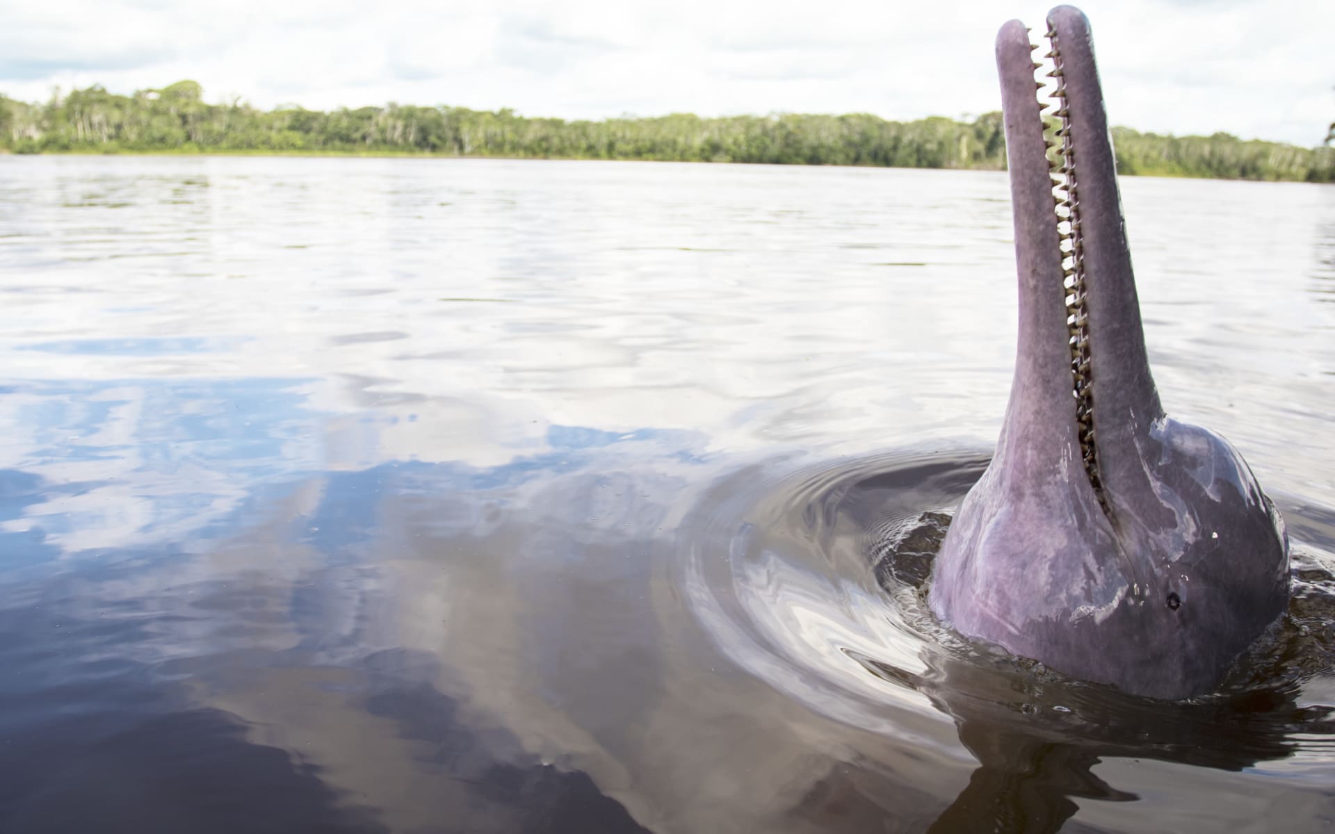 Anakonda_Amazon_Cruises_Pink_River_Dolphin_Experience_In_to_The_Wild_Experiencess_czwb2t