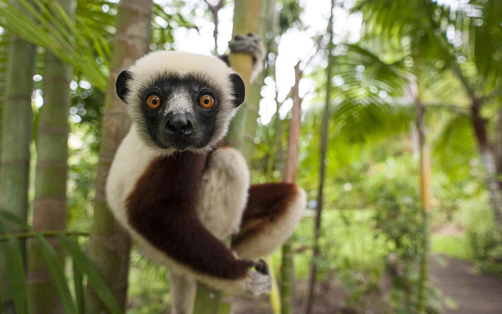 Anjajavy_lemur_b0rvtw