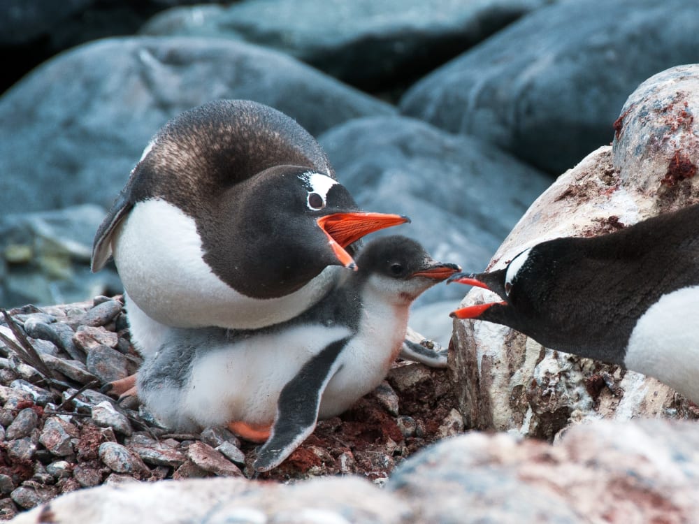 Antarctica_G_Expedition_Penguins_3_ozl2wk