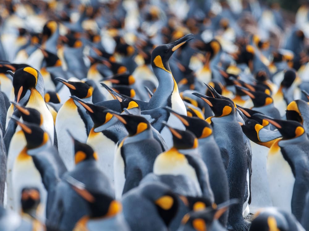 Antarctica_G_Expedition_Penguins_Close_btvxhz