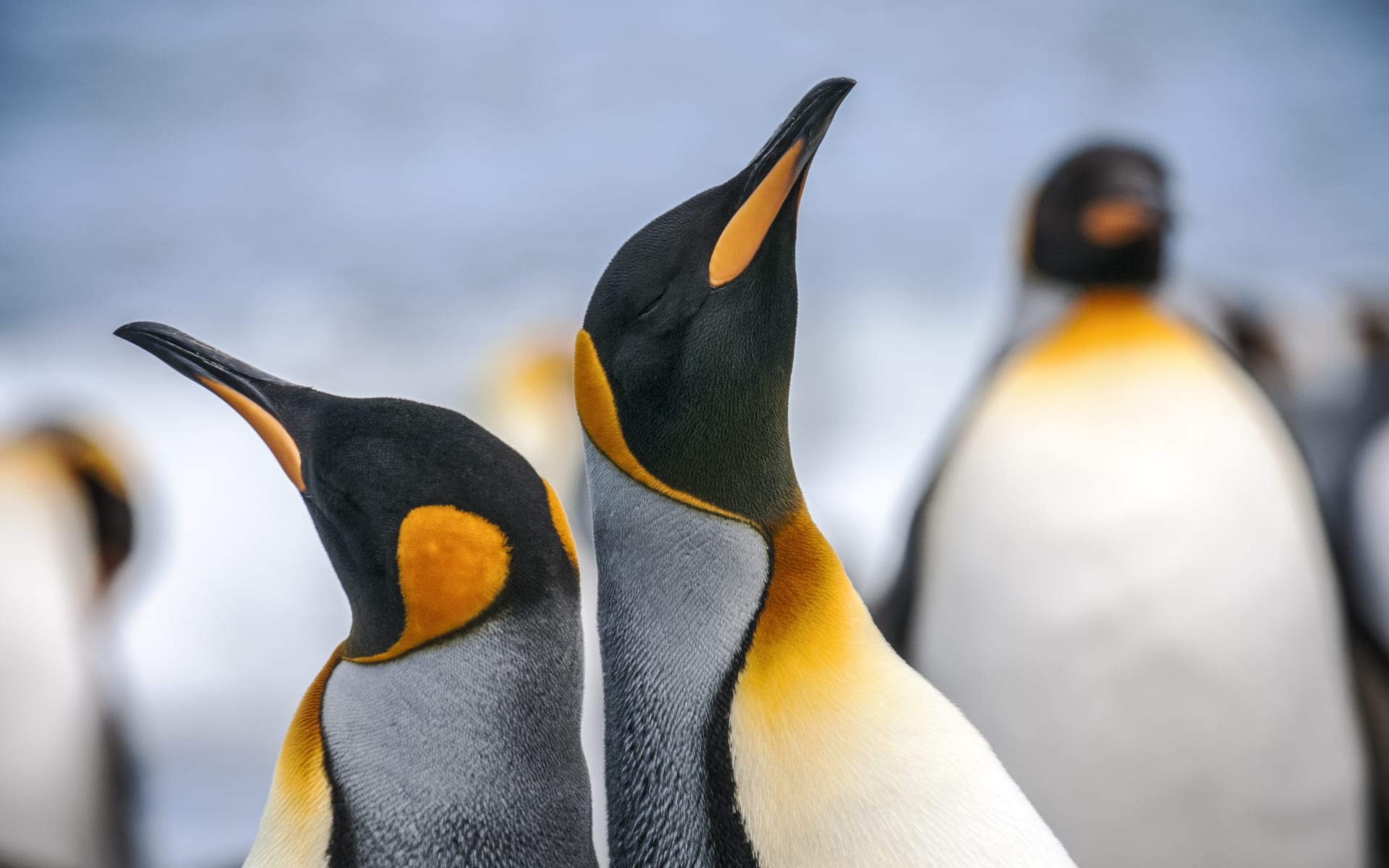 Antarctica_G_Expedition_Penguins_yororw-2