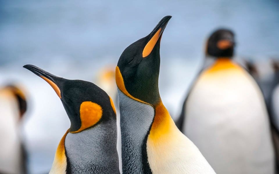 Antarctica_G_Expedition_Penguins_yororw