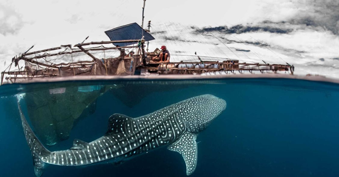 A whale shark approaches a traditional dhow boat from under the ocean.