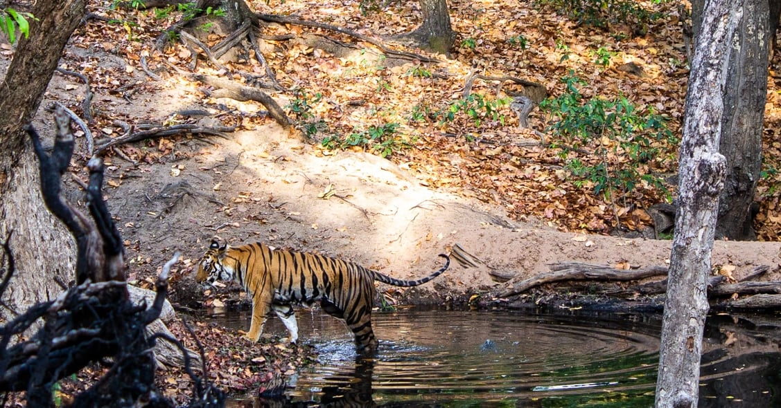 tiger safari in india - lotte nash