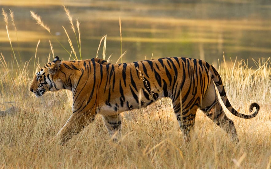 Bandhavgarh_india_shutterstock_1276073152_faqbxo-2