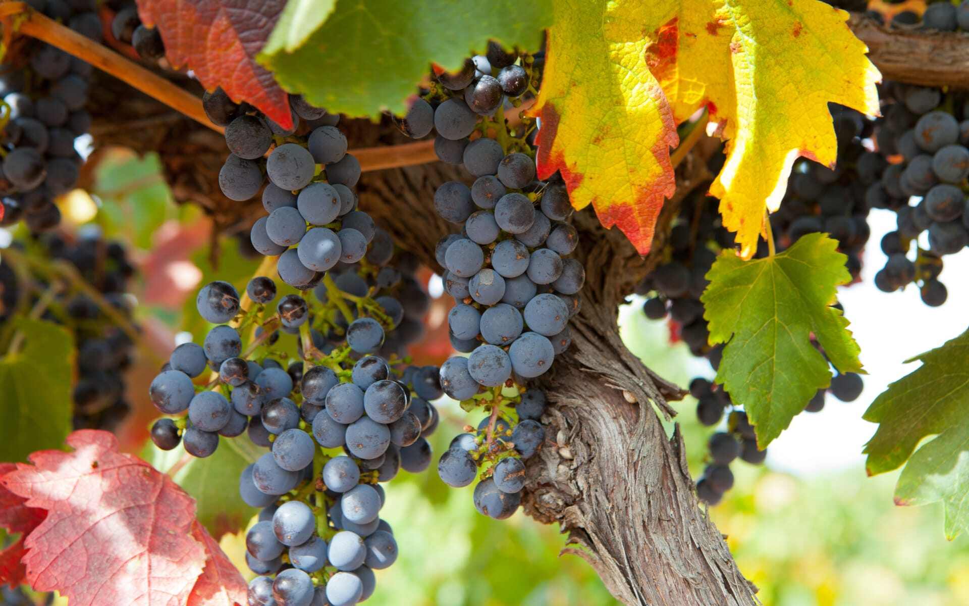 Barossa_Australia_shutterstock_584291743_ws8ggt