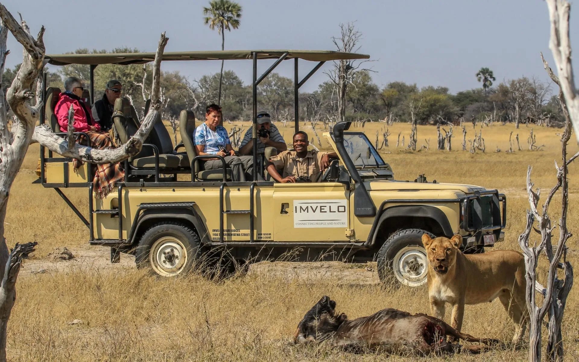 Bomani__Lioness_Tegwane_on_a_kill_sppnpj_vwjyhx-1