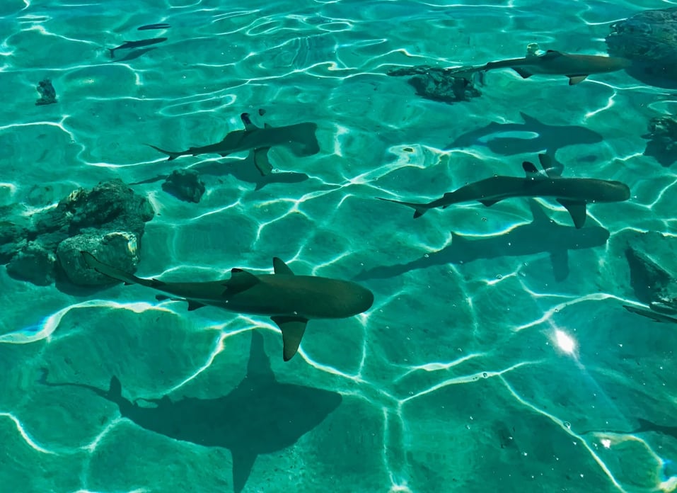Bora_Bora_French_Polynesia_Sharks_in_Shallow_Waters_Unsplash_cc_Tomas_Gonzalez_de_Rosenzweig_j5hjsa_bbfonv