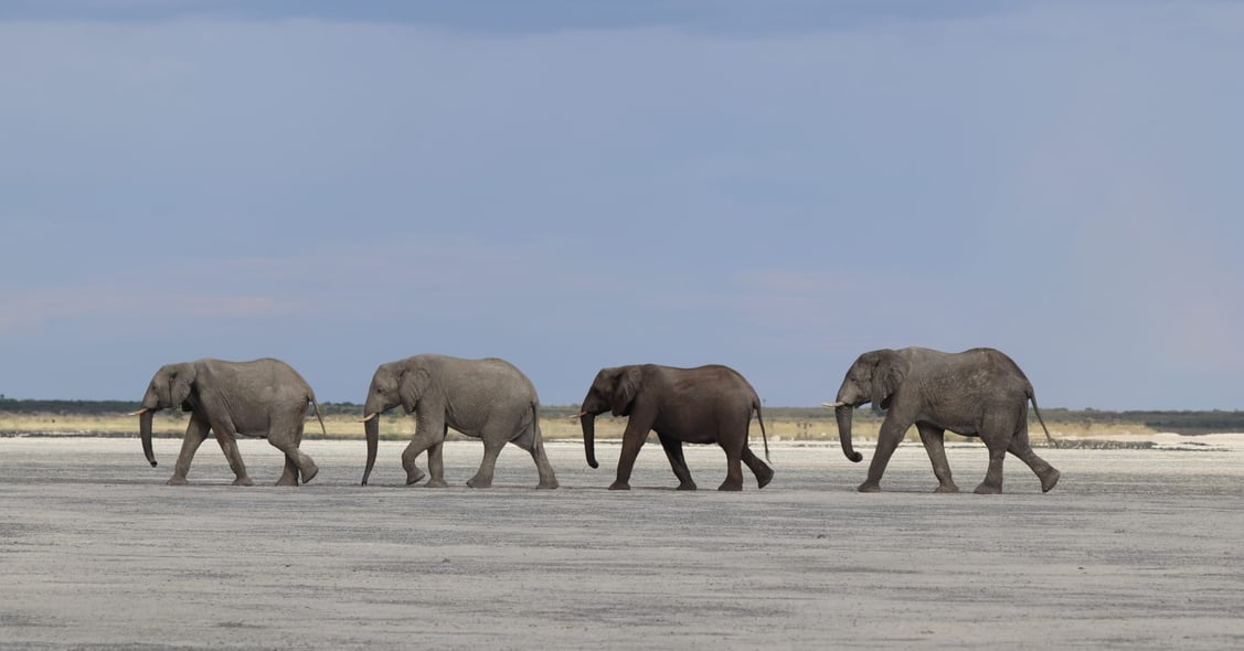Nxai Pan National Park in Botswana