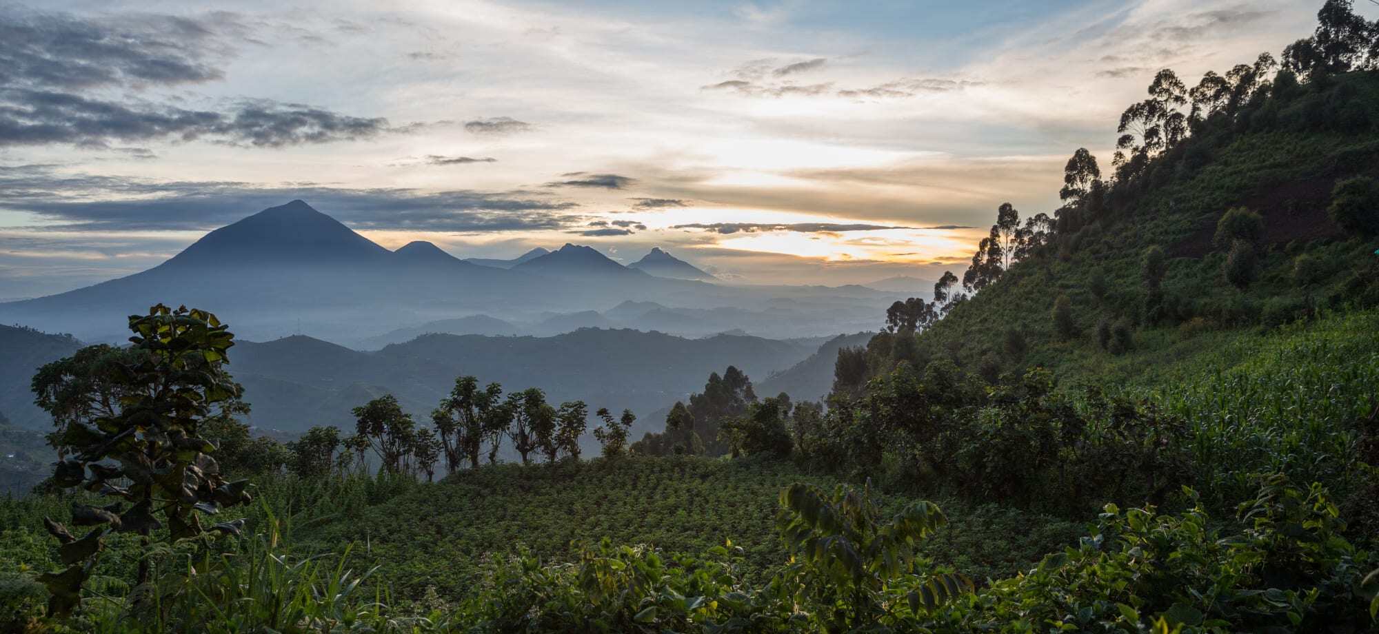 Bwindi Forest in Uganda is swept with verdant forest.