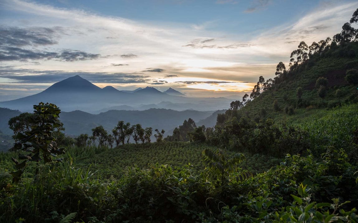 The Bwindi forest in Uganda is a dense region of jungle.