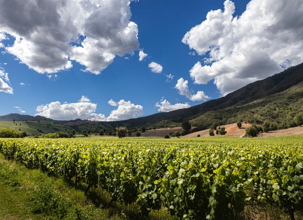 Chile_vineyards_free_stock_photo_thomas-griggs_unsplash_2021-1