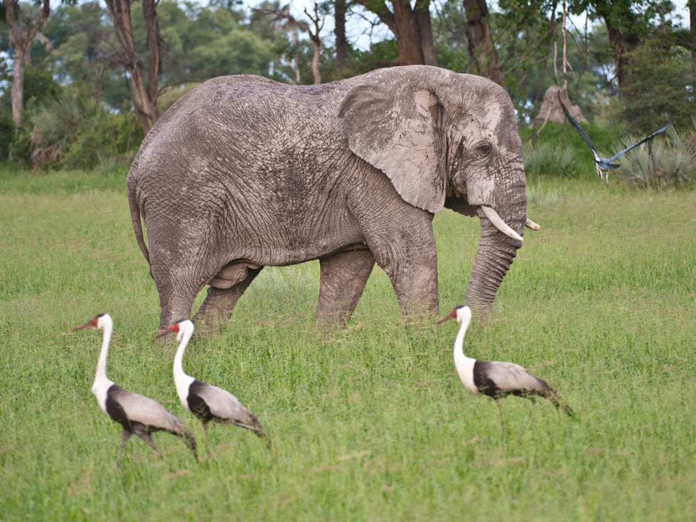 Chitabe_Camp_Elephant_1280x852_rmlp2r