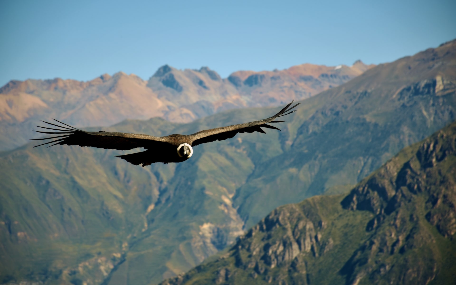 Colca_Valley_Free_Stock_Image_Unplash_2019_CCJean_Vella-XRW0ryFeizI_fi06jz