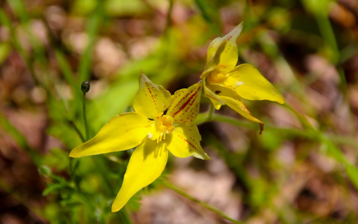 Cowslip is a beautiful flower in Australia.