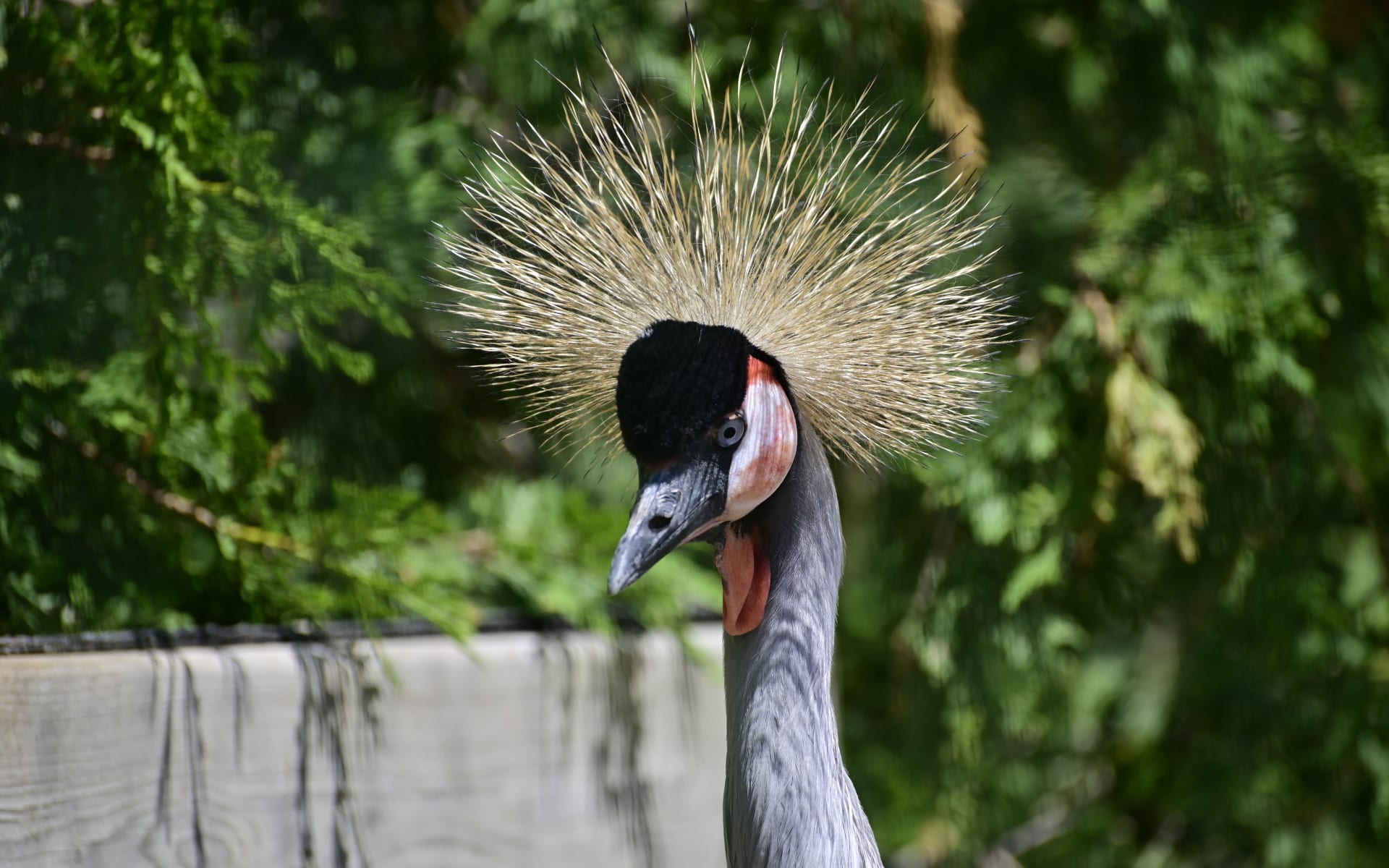 Crowned_Cranes_Unsplash_2021_CCTetiana_Semenova_n6vinj