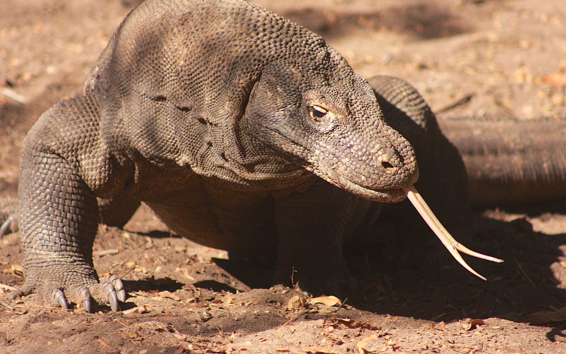 Komodo Dragon