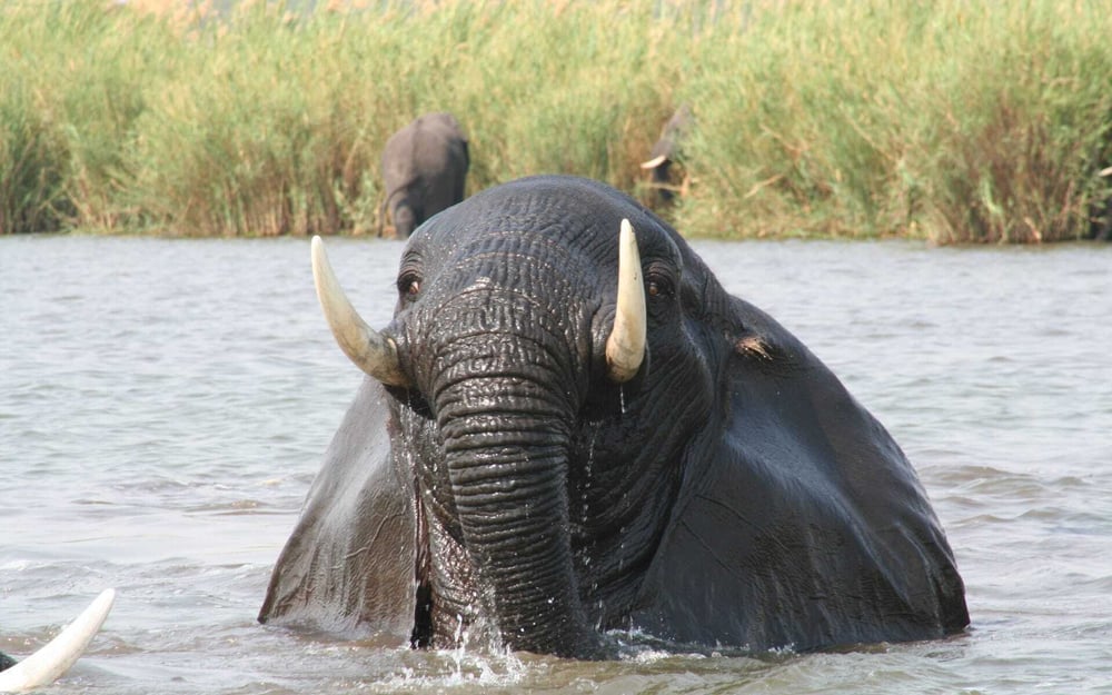 An elephant peaks its head out the water in Malawi.
