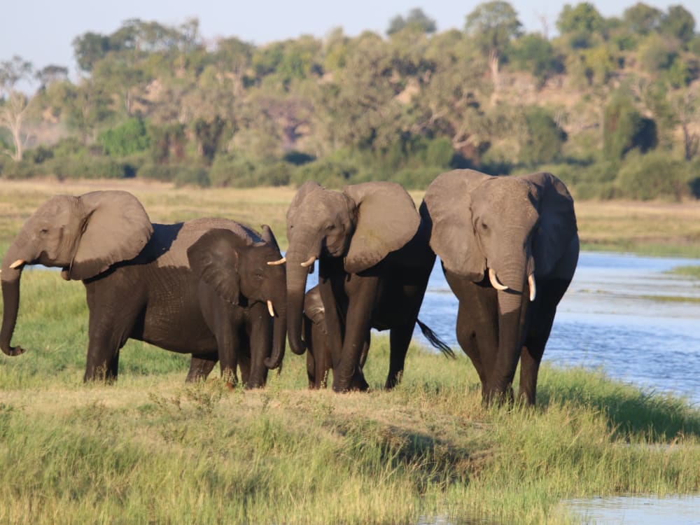 Elephants_in_Chobe_2_u88odo-2