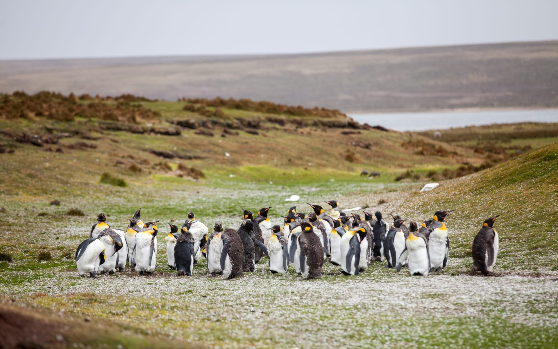 Falkland_Islands_Free_Stock_Image_Unsplash_2017_CCYuriy_Rzhemovskiy_lv7vv8