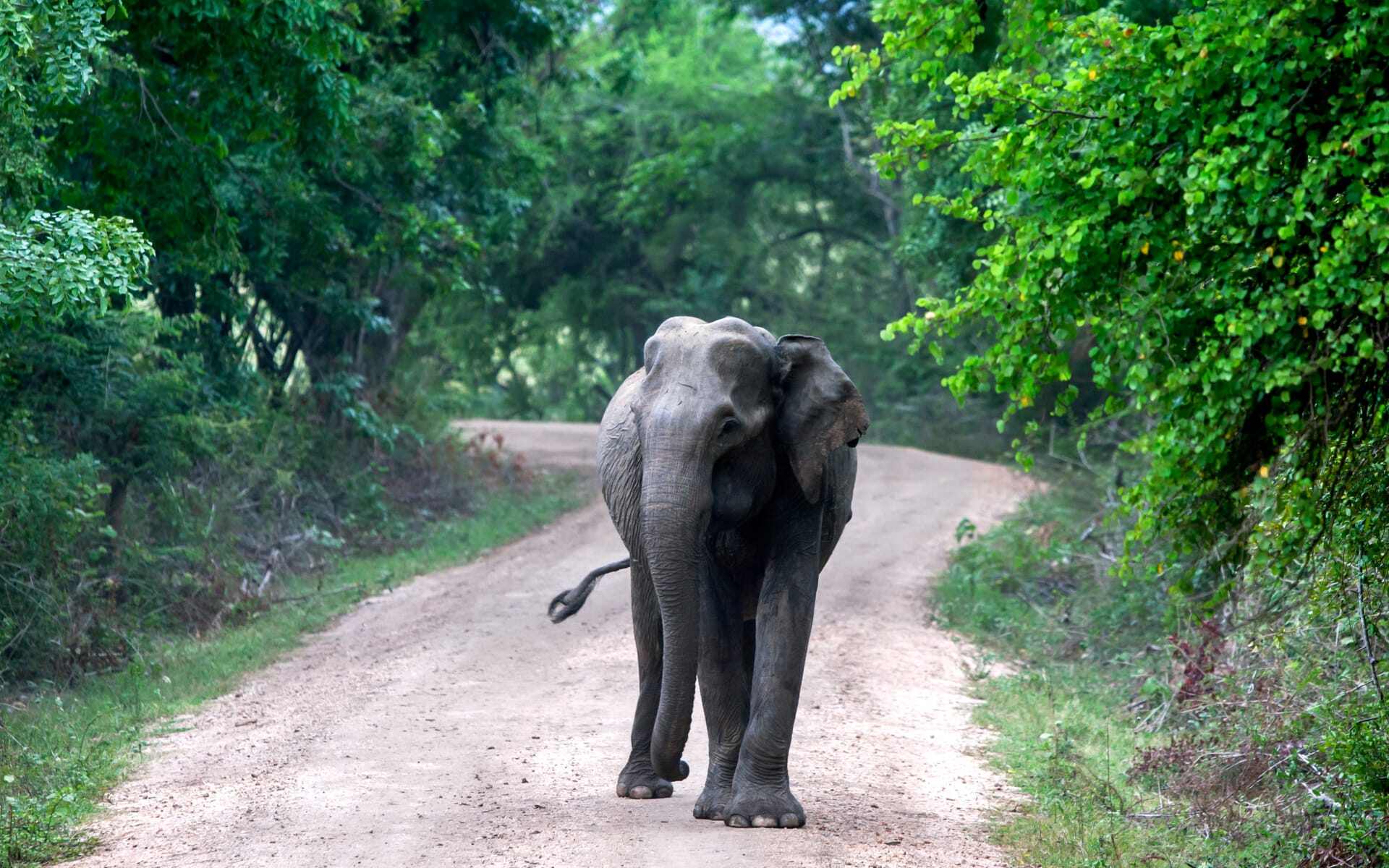 An elephant wanders the pathways of Gal Oya National Park