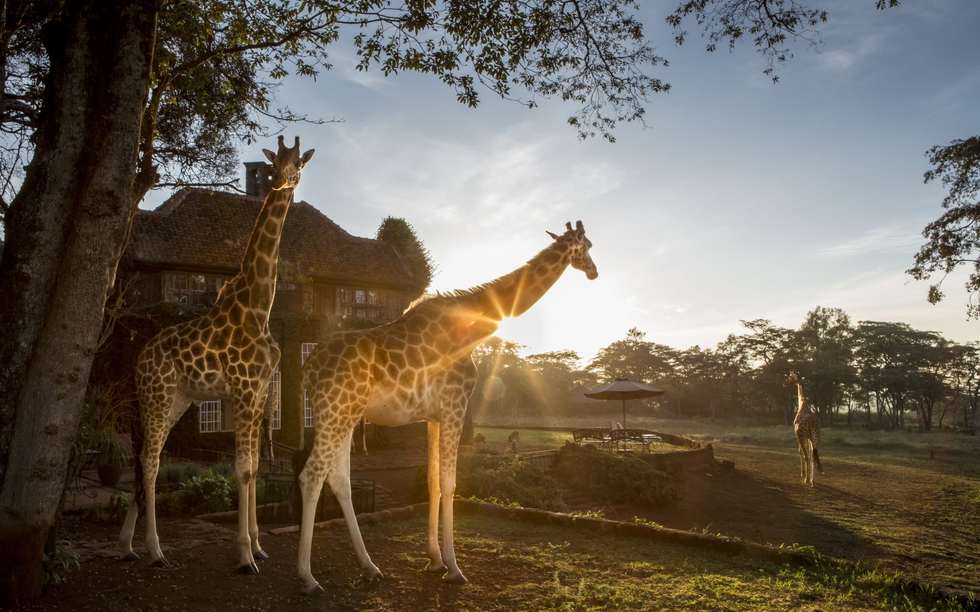 Giraffe_Manor_Giraffes_tx8dog
