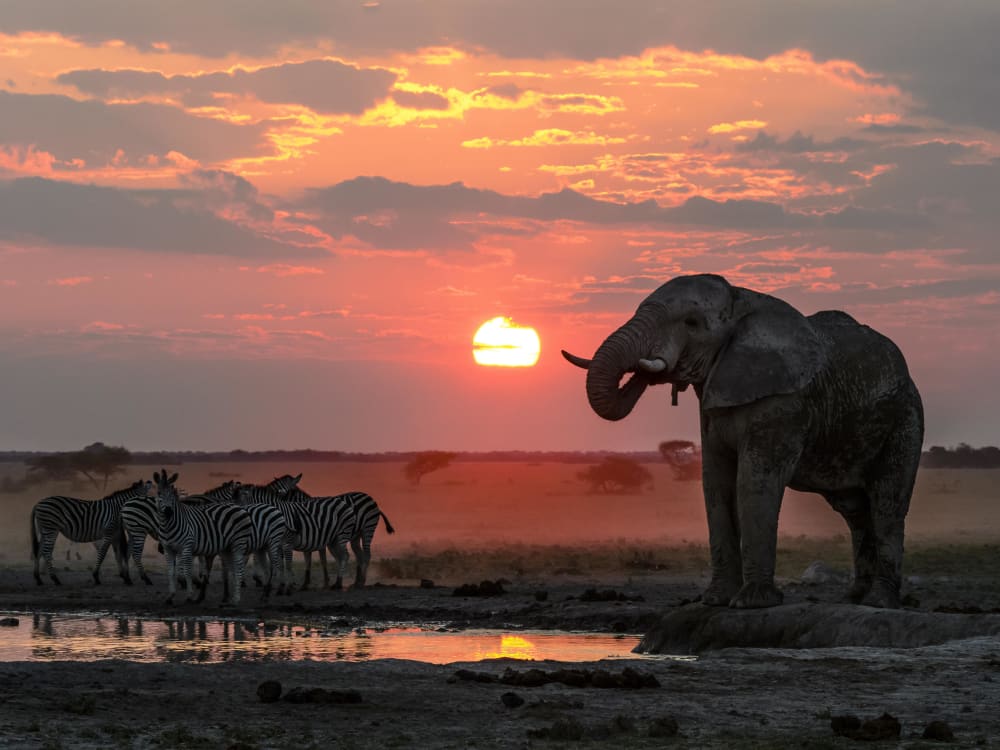 Great_salt_pans_botswana_elephant-2