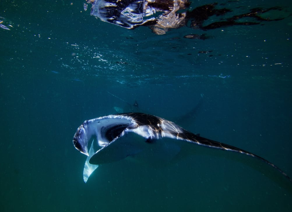 Hanifaru_Maldives_Shark_Unsplash_CCGerald_Schombs_dy5nrm