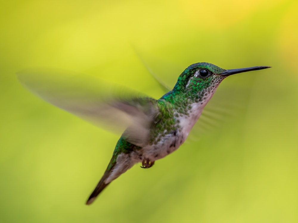 Hummingbird_Unsplash_2919_CCZdenek_Machacek_a49ztn